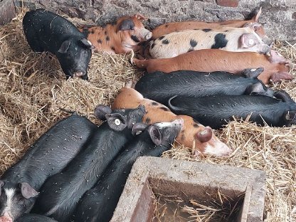 Biete Ferkel Berkshire Duroc