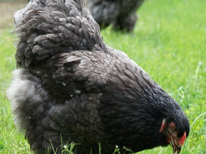 Bild 2:Bruteier Brahma blau, große Rasse, Versand international