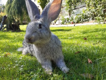 Deutsche Riesenkaninchen, Chinchillafärbig