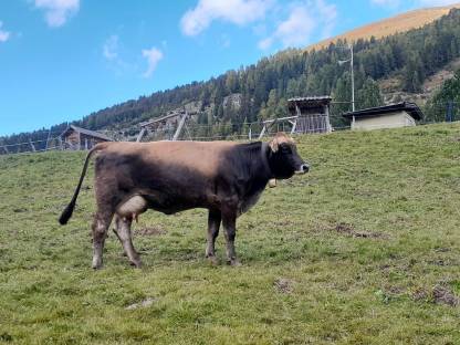 Milchkuh Bio Kreuzung-Murbodner mit Braunvieh