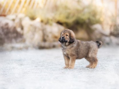 Bild 6:Do Khyi Wurfanzeige