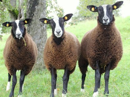 Zwartbles