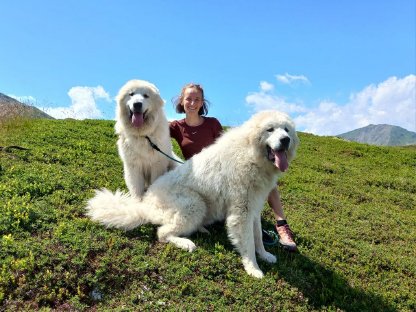 Herdenschutzhunde suchen neues Zuhause