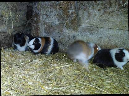 Meerschweinchen zu verschenken