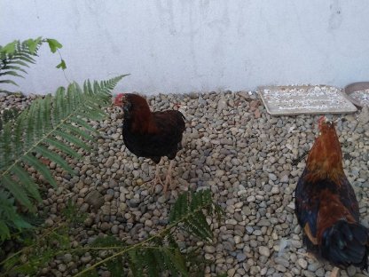 Bild 4:Reserviert-Sulmtaler Junghennen und Junghähne zu verschenken