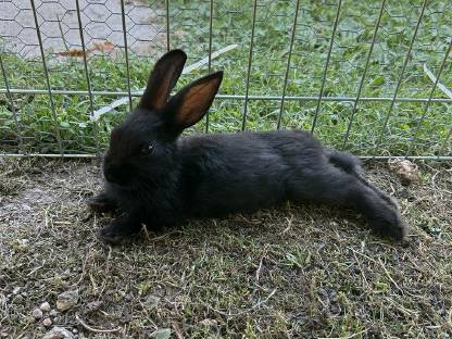 2 schwarze männliche Hasen zu verschenken