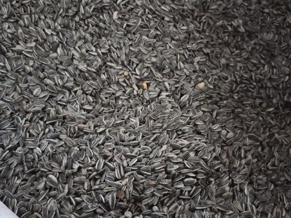 Bild 2:Vogelfutter gestreifte Sonnenblumenkerne im Big Bag
