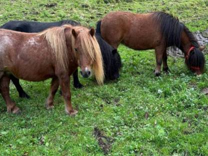 Verkaufe Ponystute