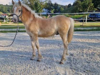 Haflinger Hengstfohlen