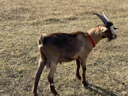 Ziegenbock