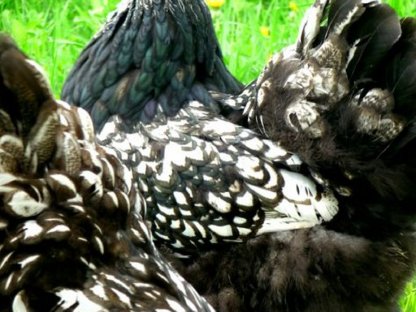 Bild 6:Bruteier Brahma silberschwarz gesäumt