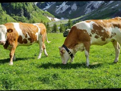 Fleckvieh Jungkühe in Milch