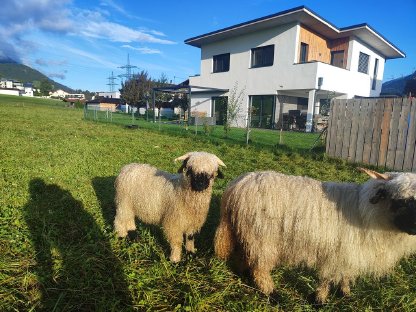 Walliser Schwarznasen-Widder