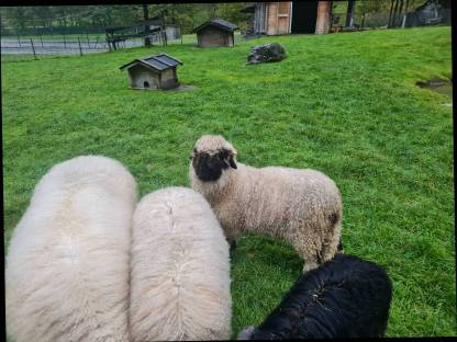 Walliser Lamm weiblich