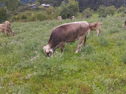 Verkaufe drei Braunvieh-Rinder