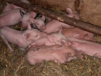 Junge Schweine (Ferkel) zu verkaufen