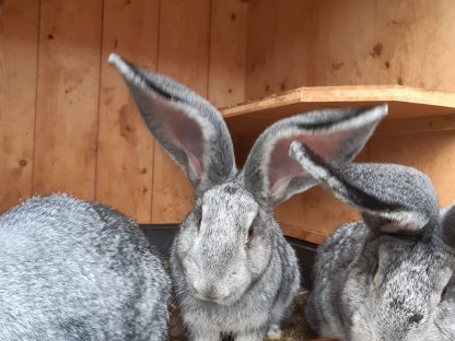 Deutsche Riesenkaninchen, chinchillafärbig