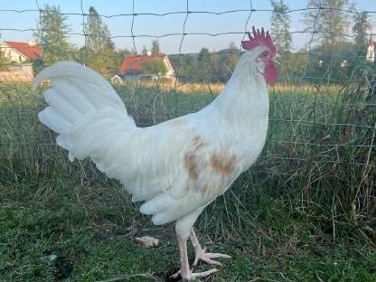 Junger Hahn verm. Rasse Leghorn