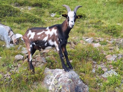 Jungbock sucht ein neues Zuhause