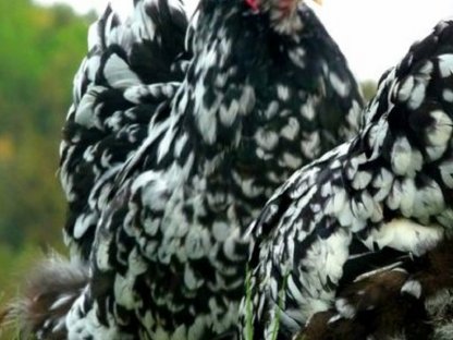Bild 3:Bruteier Brahma schwarz-weiß gescheckt mottled große Rasse