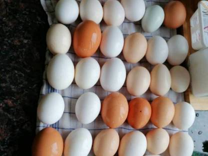 Bild 2:Verkaufe Eier