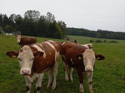 Fleckviehkalbinnen mit Abstammungsnachweis