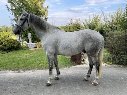 6-jähriger Lipizzaner-Wallach zu verkaufen