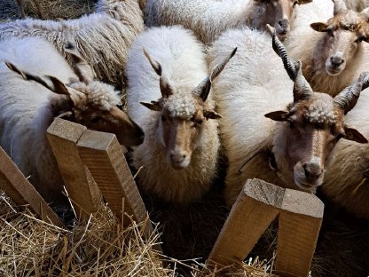 Verkaufe Bio Lämmer vom Zackelschaf