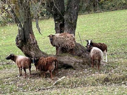 Soay Schafe, 2 weibliche Tiere