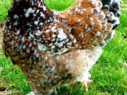 Bild 6:Bruteier Brahma Porzellan, große Rasse