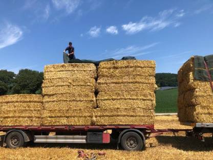 Verkaufe Stroh Ernte 2024