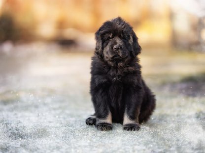 Bild 5:Do Khyi Wurfanzeige