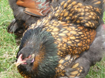 Bild 6:Bruteier Brahma goldschwarz gesäumt große Rasse