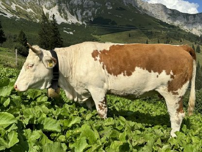 Ennstaler Bergschecken Zuchtkalbin