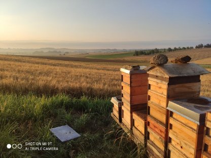 Bild 4:Verkaufe Honig aus dem Waldviertel
