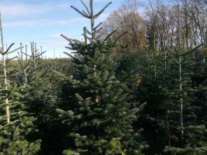 Christbäume, Weihnachtsbaum, Nordmanntanne