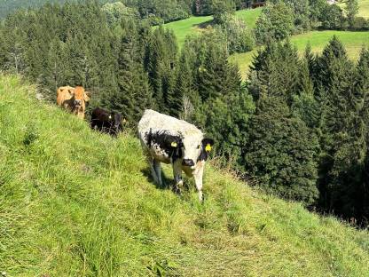 Pustertaler Sprinzen Kalbin