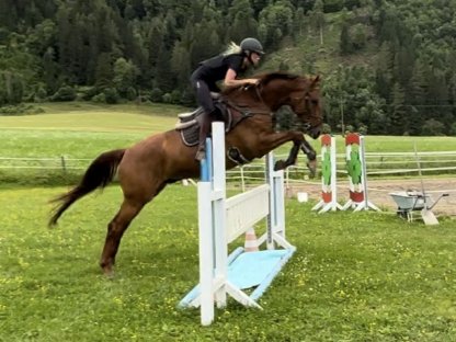 Trakehner Wallach