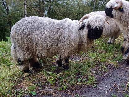 Verkaufe Walliser Jungwidder