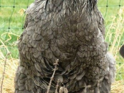 Bild 6:Bruteier Brahma blau, große Rasse, Versand international