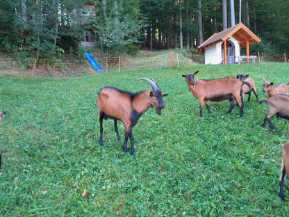 Gämsfarbige Gebirgsziegen Bock