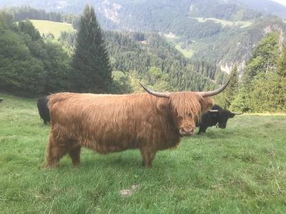 Sehr zutrauliche Hochlandrind-Kalbin BIO