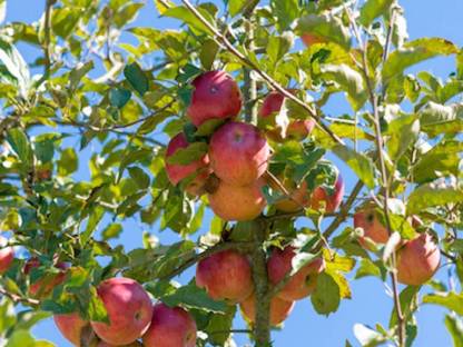 Ungespritztes Obst