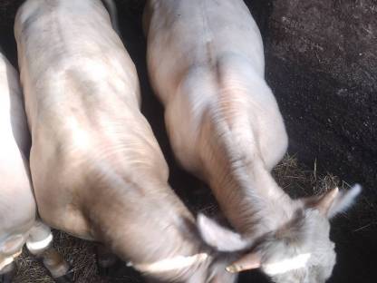 Reinrassiger Charolais Stier