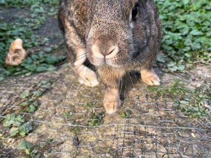 Kaninchen Geschwisterpaar