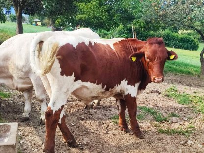 Reinrassiger Fleisch- Pinzgauer Ochse zu Verkaufen