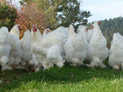 Bild 6:Bruteier Brahma rein weiß große Rasse