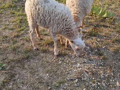 Quessantschaf Bretonisches Zwergschaf