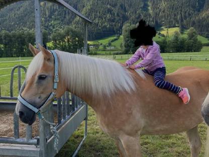 Haflinger Stute