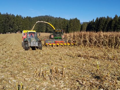 Lieschkolbensilage